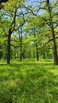 Many oak trees with bright fresh green leaves grow in forest. Black tree trunks, bright greenery. Beautiful forest landscape in spring on sunny day. Natural background. Environment. Vertical video