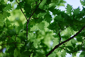 Fototapeta na wymiar Beautiful fresh spring green leaves of the oak tree on the branches against the blue sky