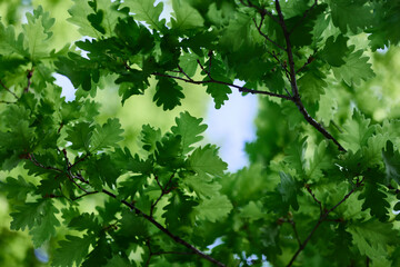 Green fresh leaves on the branches of an oak close up against the sky in sunlight. Care for nature...