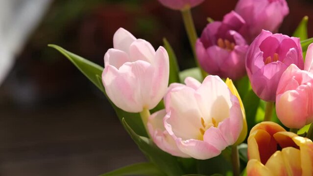 Macro close-up, selective focus, defocused nature background of tulip petals. White tulip with pink stripes on petals.