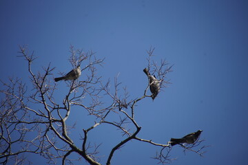 京都の城南宮のムクドリ