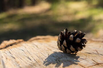 pine cone in the forest on a stump