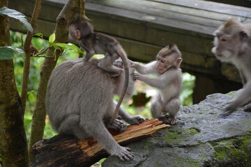 white tailed macaque