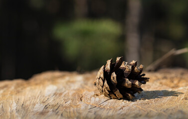 pine cone in the forest on a stump