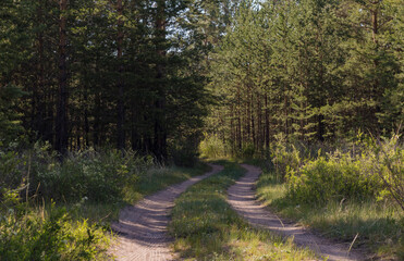 road in a field in a pine forest