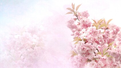 Tło kwiatowe,  kwiaty wiśni Prunus serrulata - obrazy, fototapety, plakaty
