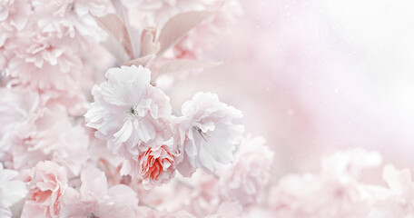 Pastelowe tło kwiaty wiśni Prunus serrulata. Pastelowy kwiat - obrazy, fototapety, plakaty