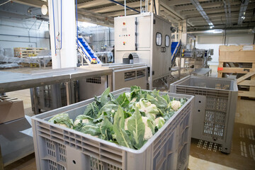 industrial processing of fresh organic cauliflower for agricultural production