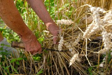 Old woman reaps wheat with a sickle. Harvesting in Ukraine. Selective focus.