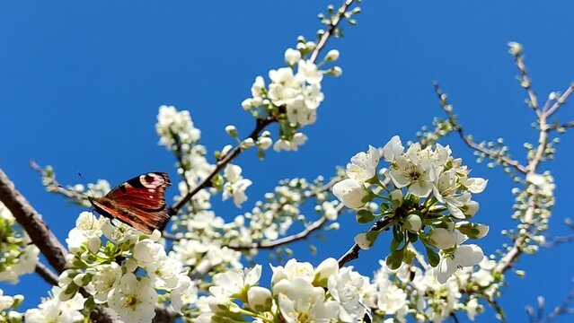 Two colorful butterflies sitting on flowering tree branches, drinking nectar