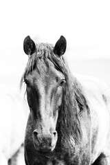 black and white western ranch horses in coral