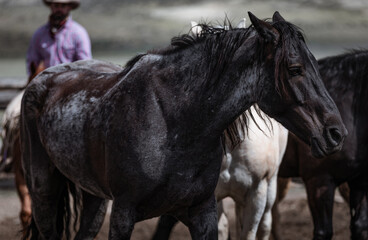 Western ranch horses waiting to go to work in Colorado