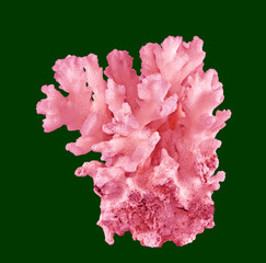 coral isolated on green  background