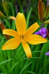 Obraz premium ヒメカンゾウ （姫萱草） Hemerocallis dumortierii