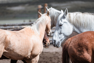 Western ranch horses waiting to go to work in Colorado