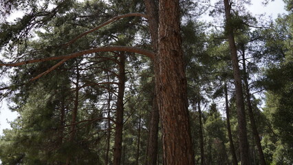 Pine Trees in a Forest.  Bare on the bottom, green on the top