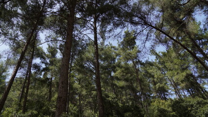 Obraz premium Pine Trees in a Forest. Bare on the bottom, green on the top