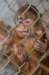 Monkey in the cage is enclosed in a zoo and sadly looks through the bars to find freedom. Animals suffer in the cells of the zoo. Concept of protecting animals from captivity