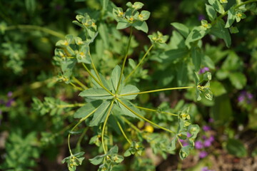 Hairy Spurge (Euphorbia hirsuta)
