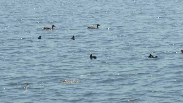 Enten auf dem See