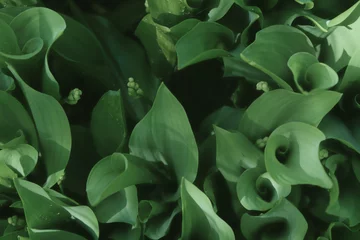 Poster Lilies of the valley leaves. Blur effect. Fibonacci spiral in nature. Top view. Selective focus. © Ganna Zelinska