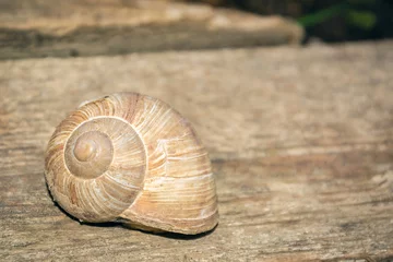 Poster Snail with a shell on a wooden surface. Snail closed in a shell © Рома Пляшко