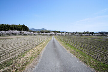 川に向かうまっすぐな道と桜並木　4月