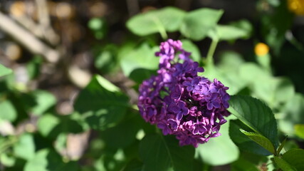 flower, kwiat, Sommer, lato , colori, macro, natura, łąka © Romek