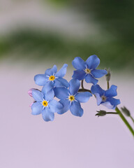 Fototapeta na wymiar Vergissmeinnicht , blau, Miniblüten,
