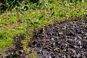 European robin Erithacus rubecula a small bird with an orange breast sits on hedge bushes in the park