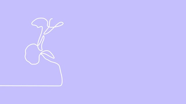 Flower silhouette. Continuous one line drawing Beautyful Tulips flowers on violet background. Self drawing animation. Hand drawn flowering plant. Simple design, art. Growth concept. 4K.