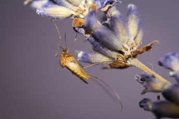 Eine Mücke sitzt auf der Blüte eines Lavendelhalmes.