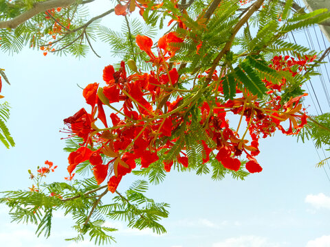 Delonix regia or gulmohar  red color flowers and leaves