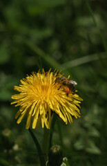 Close up shot on bee collecting pollen on yellow flower with copy space