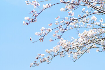 青空に映えるサクラ　4月