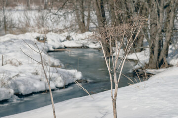 Close-up of hogweed against a blurred background of an icy river and trees with snow.