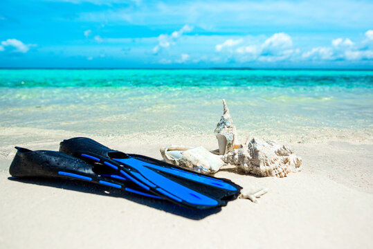 Underwater shells and flippers on the sand on the shore of the Indian Ocean.