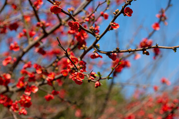Closeup of flowering of Japanese quince or Chaenomeles japonica tree red flowers on a branch on a blurry background, spring and summer background
