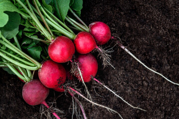 Fresh radish harvest on soil in garden. - obrazy, fototapety, plakaty