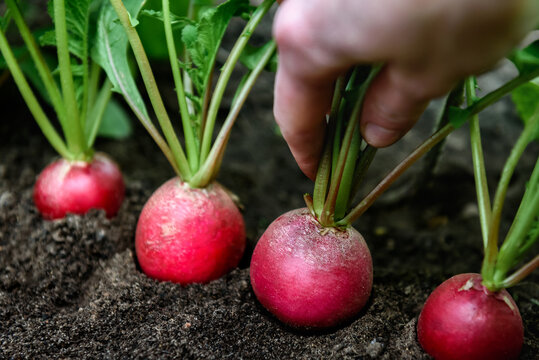 Fresh harvested radish in farmer hands.
