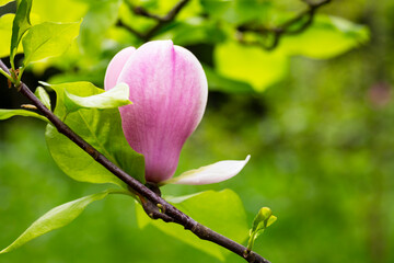 close-up of a pink magnolia flower on a branch with leaves on a blurred green background, spring background