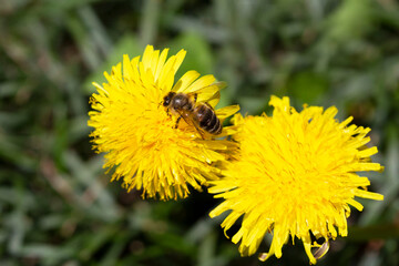 A bee is sitting on a dandelion. dandelions on a sunny spring day.