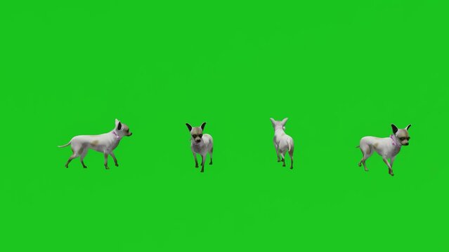 3D Green Screen Playful Dog Running In The Park With 4 Different Views Without Color And Material