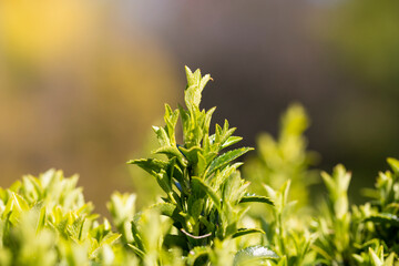 Young sprout in springtime,Closeup. spring green leaves on a bush. A shrub branch on a blurry green background, selective focus.