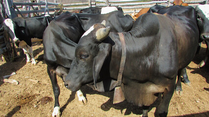 Several oxen of fattening in a corral in the northeast of Brazil very healthy and beautiful animals