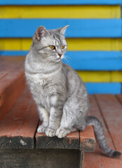 Obraz premium Gray cat resting against bright background