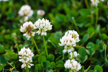 A close up of clover in bloom.