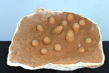 Real dinosaurs eggs found in Gobi desert of Mongolia