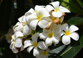 Many flowers of white plumeria close up