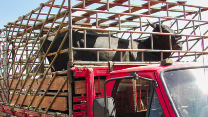 Metal crate put on a truck, with oxen inside being transported, known as cattle truck in northeastern Brazil